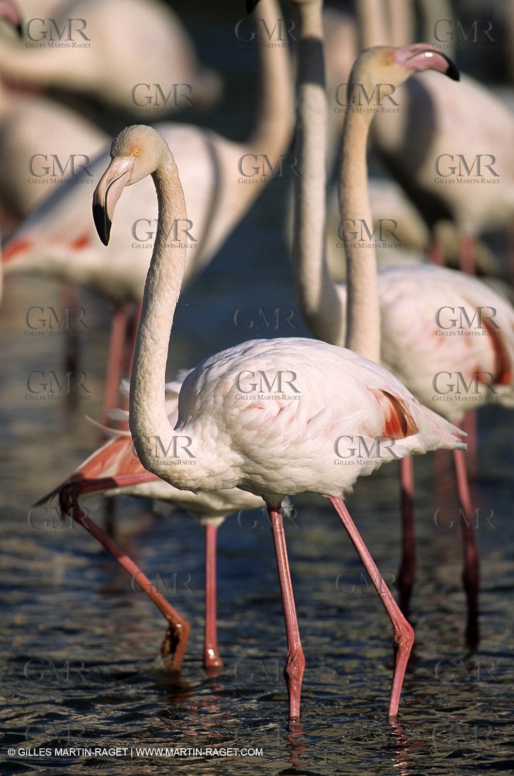 Flamants Roses - Camargue