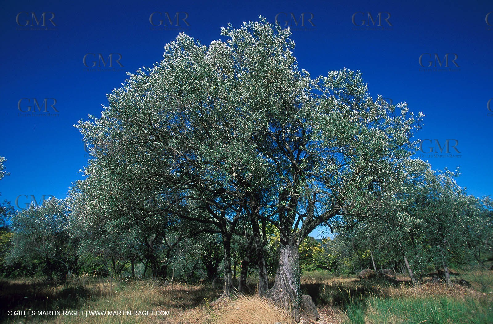 Nyons - Olive tree field