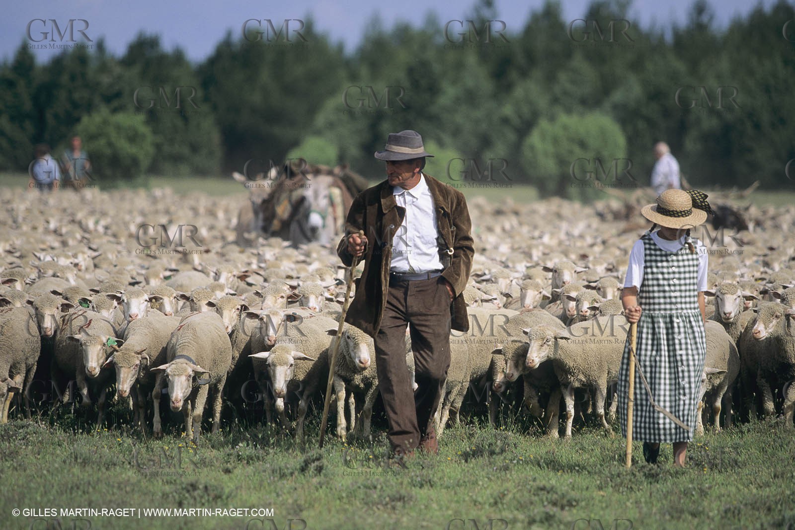 France, Provence, Moutons, bergers, élevage, transhumance