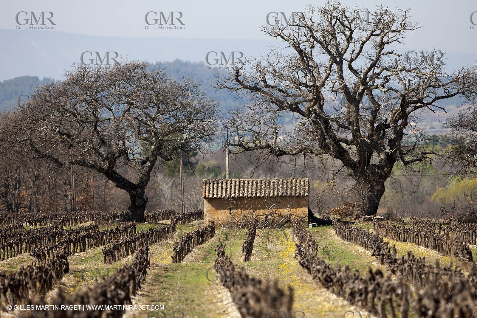 March 30th 2012 - Saint Saturnin les Apt (FRA, 84) - blooming cherry trees
