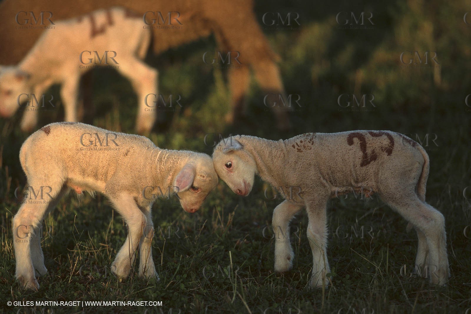 Saint Rémy de Provence (FRA,13) - Fête de la Transhumance