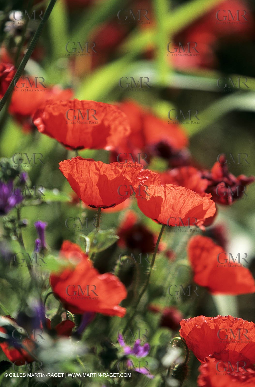 2000-2010- Les Alpilles (FRA,13) - Poppy fields