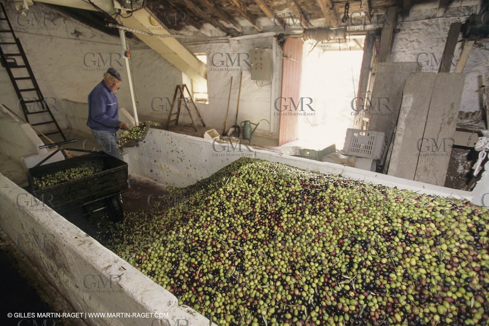 France, Provence, Alpilles, AOC Vallée des Baux, olive trees fields, olive oil production