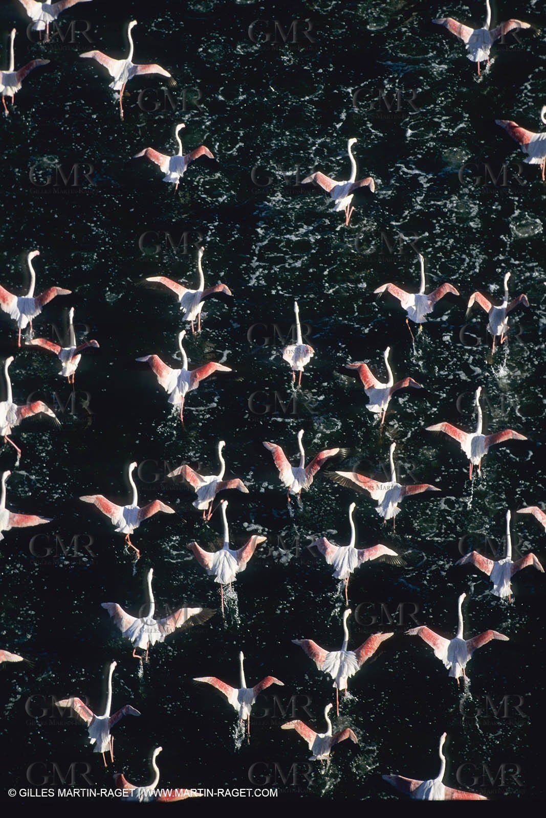 France, Provence, Camargue, Birds, Flamants, flamingos