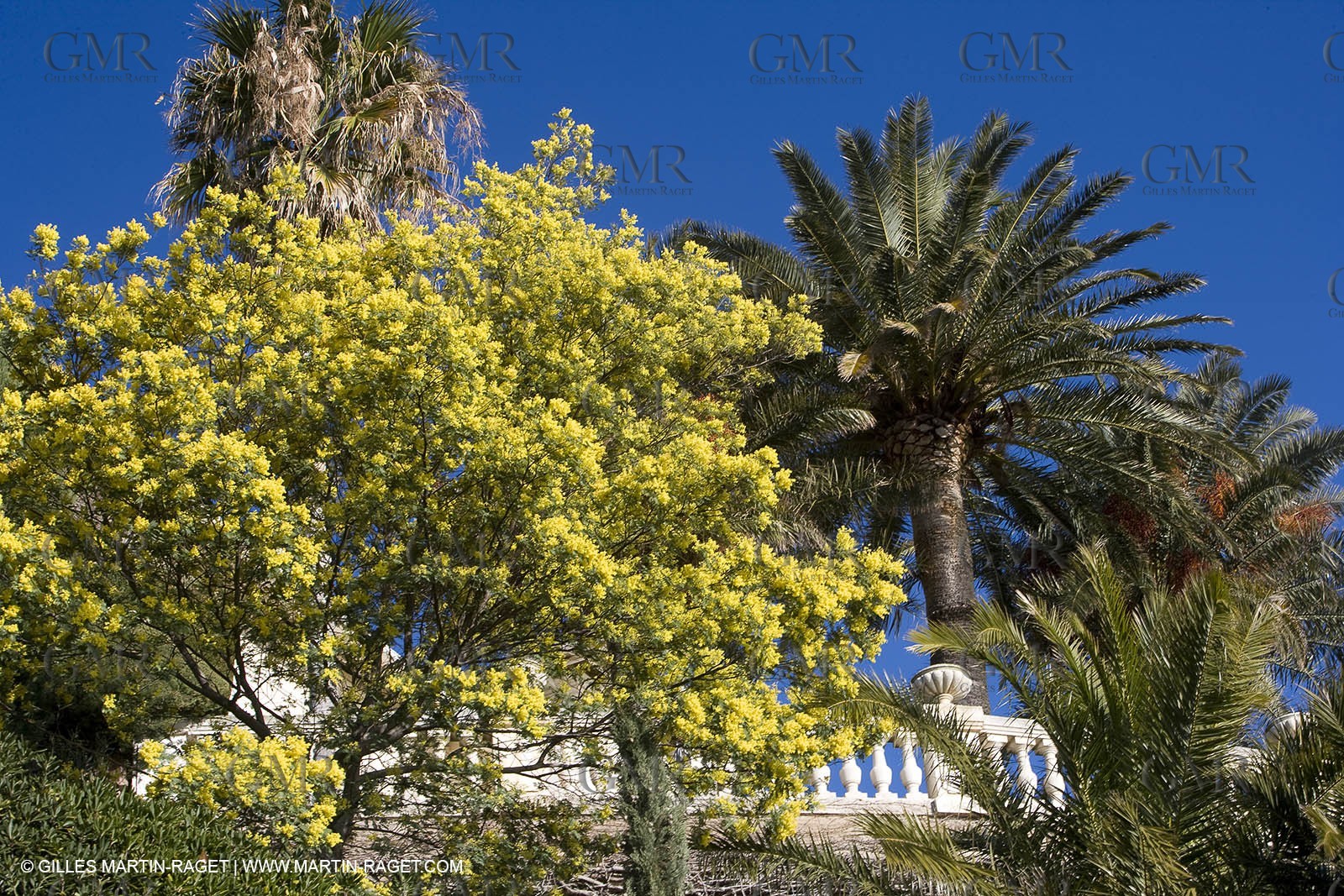 06 02 2008 - Théoule sur mer (FRA, 06) - Mimosas en fleur