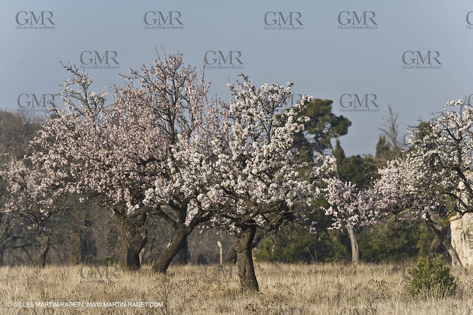 16 02 2008 - Saint Rémy de Provence (FRA, 13) - Alpilles hills landscapes
