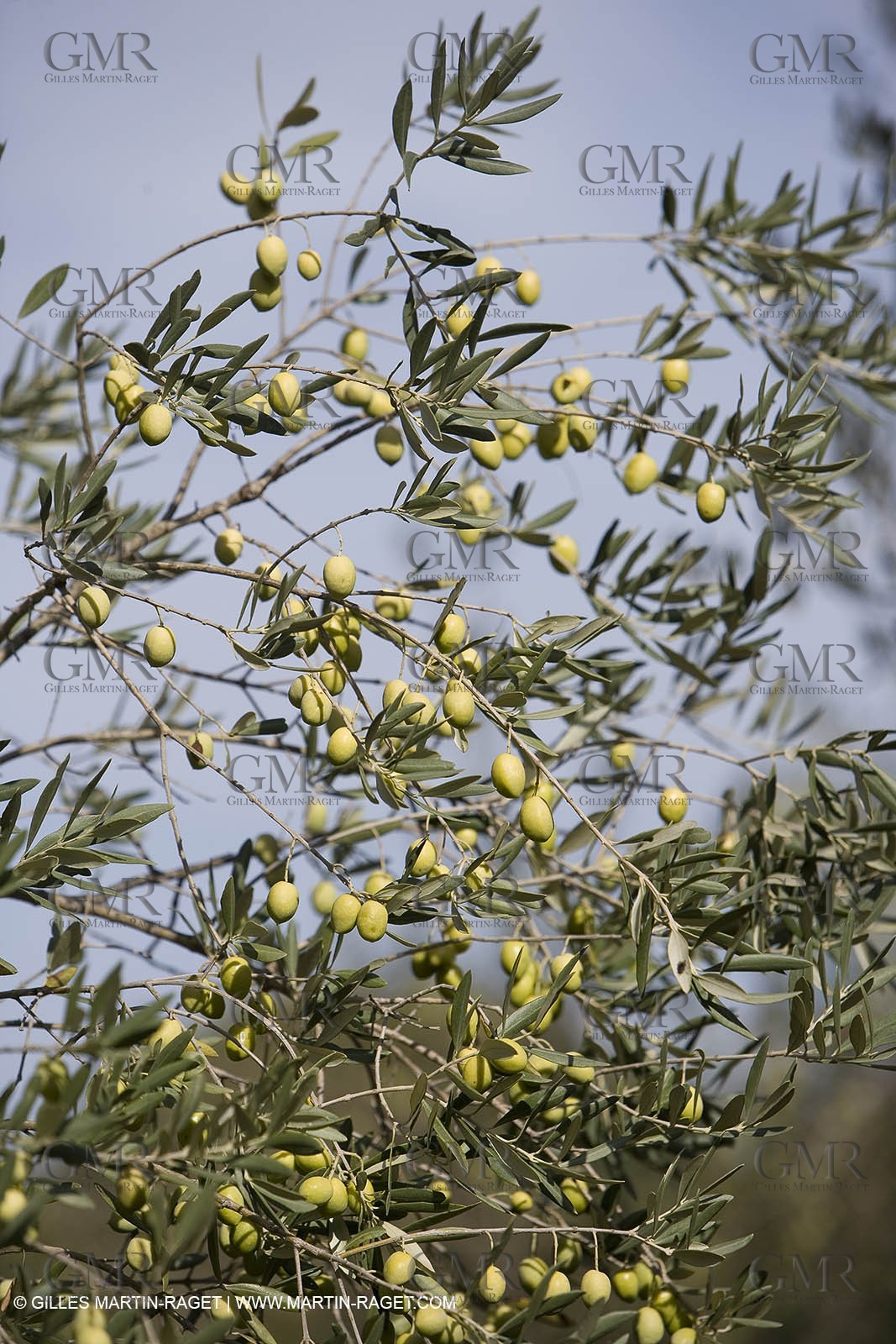 28 10 2007 - Saint Rémy de Provence (FRA, 13)- Olives harvest at  Vallon Raget