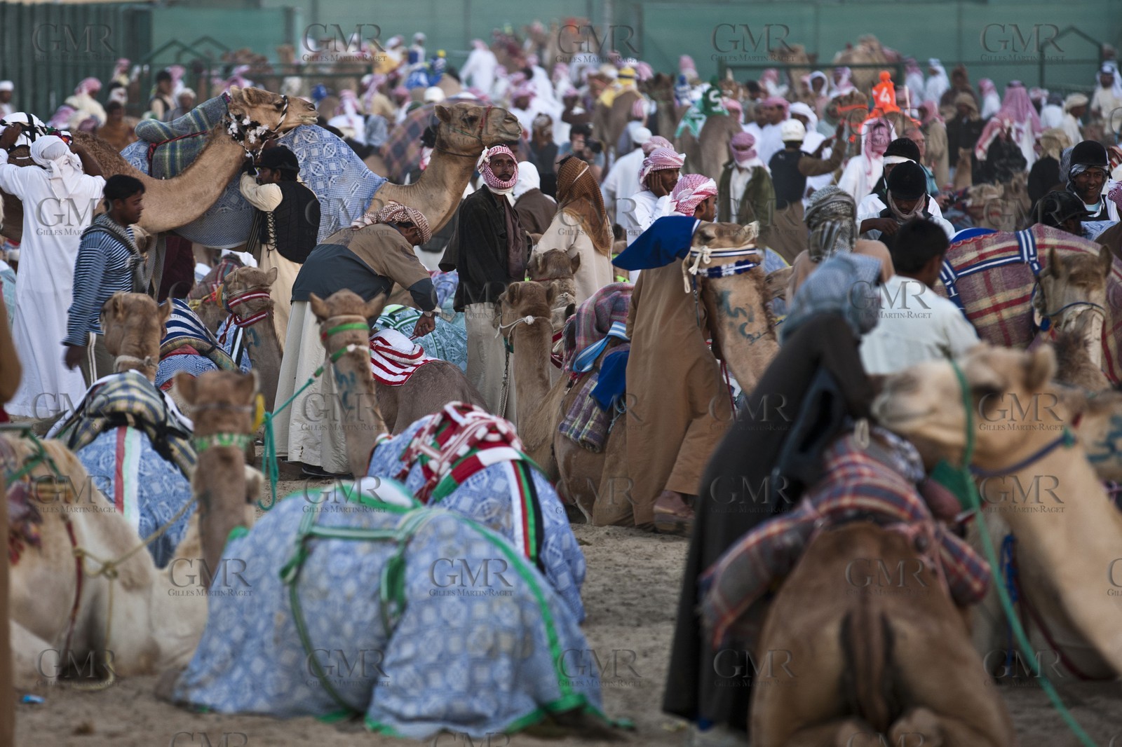 20 11 2010 - Dubai (UAE) - Camel races