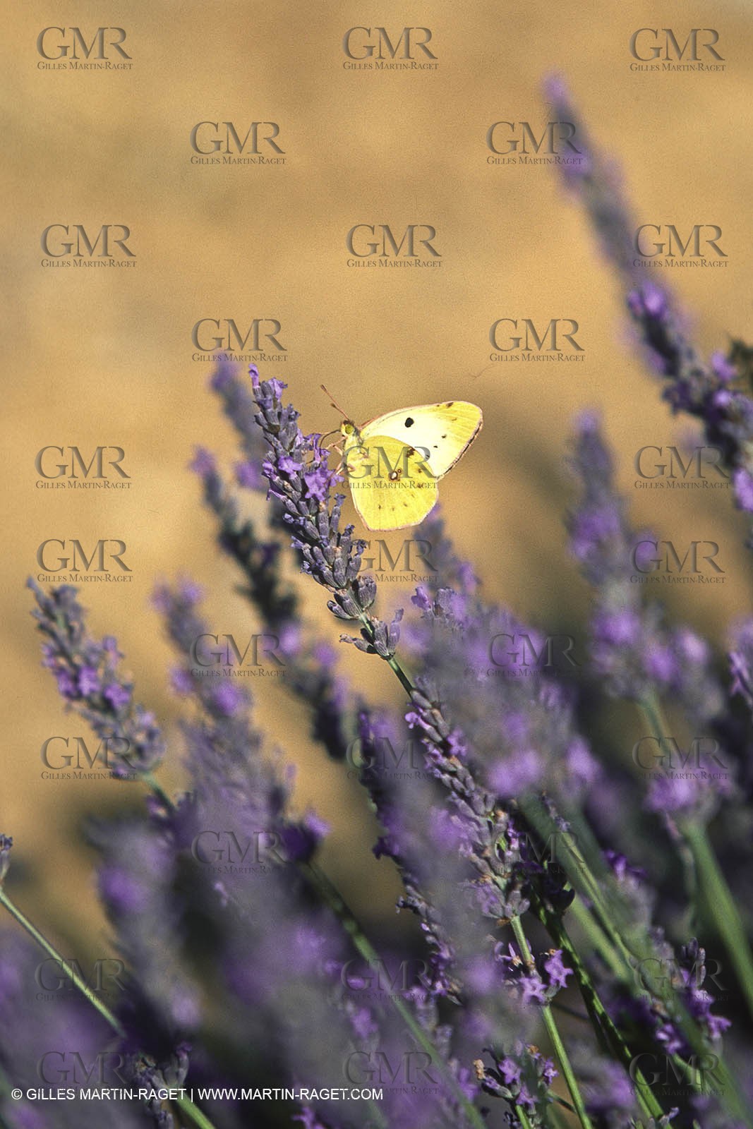 Hgher Provence - Lavender fields