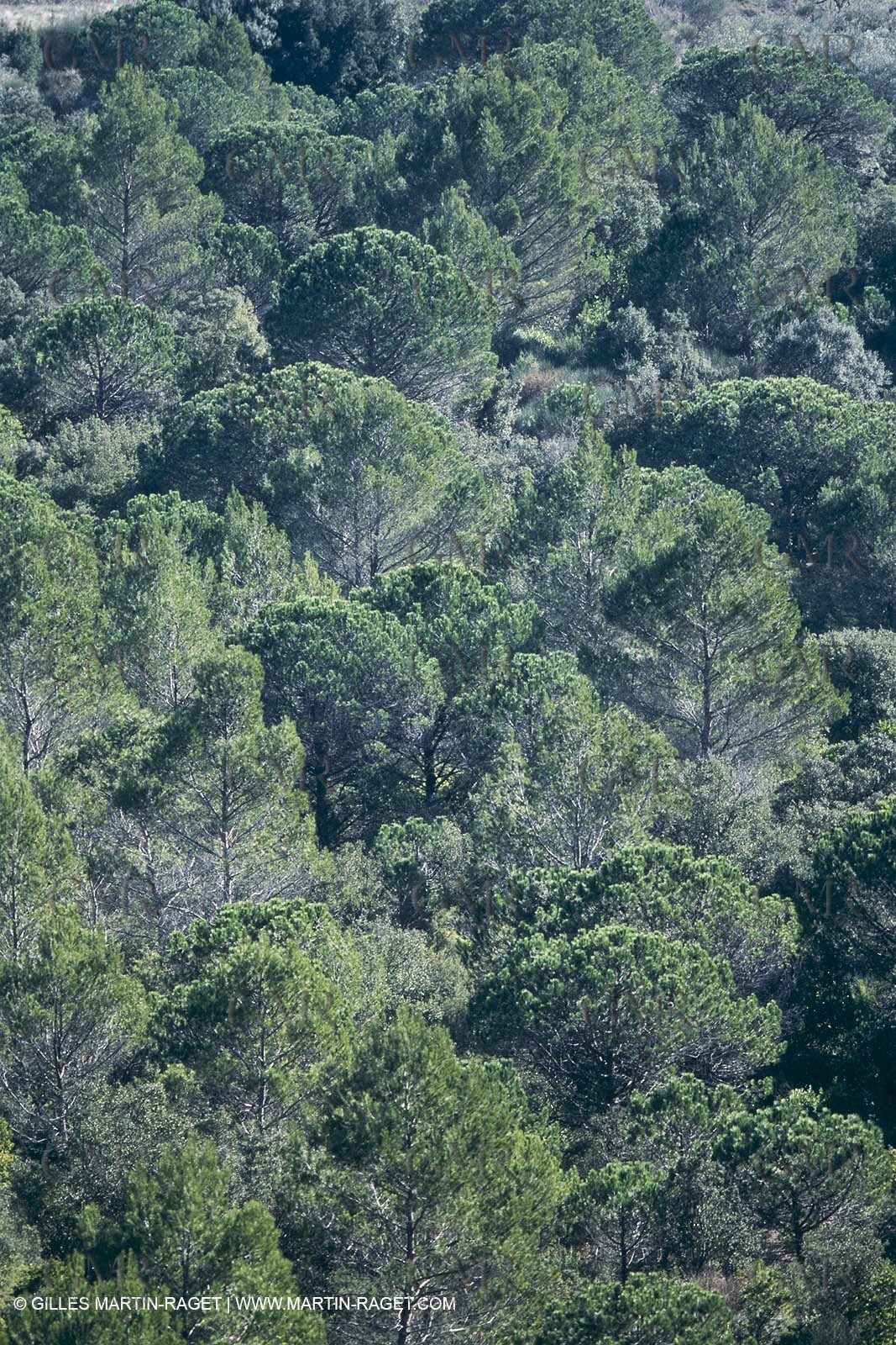 Nîmes Métropole landscapes (FRA,30) - Vaunage