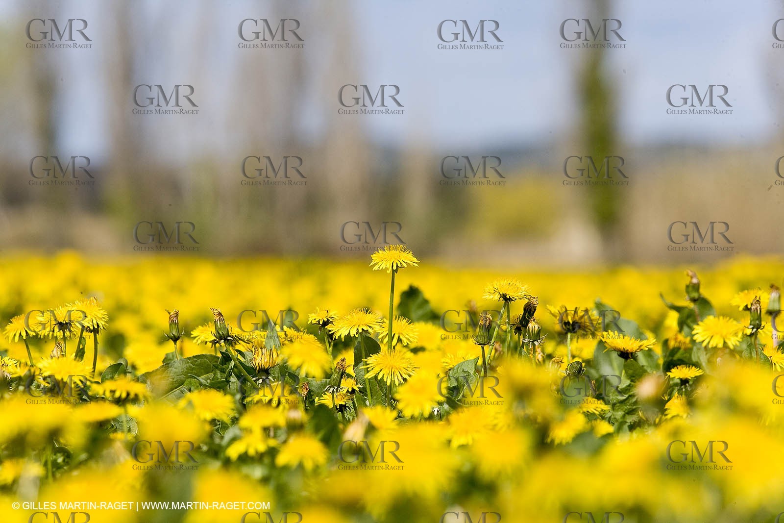 16 03 2008 - Saint Rémy de Provence (FRA, 13) - Alpilles hills landscapes - Dandelion field