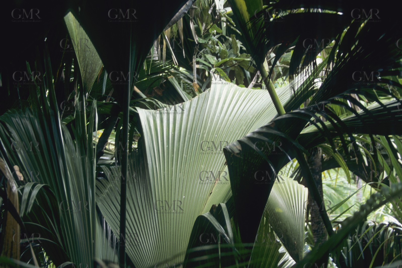 Destinations, Indian Ocean, The Seychelles