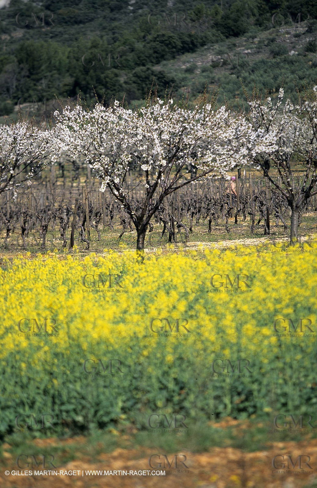 Alpilles (FRA,13), Rape fields