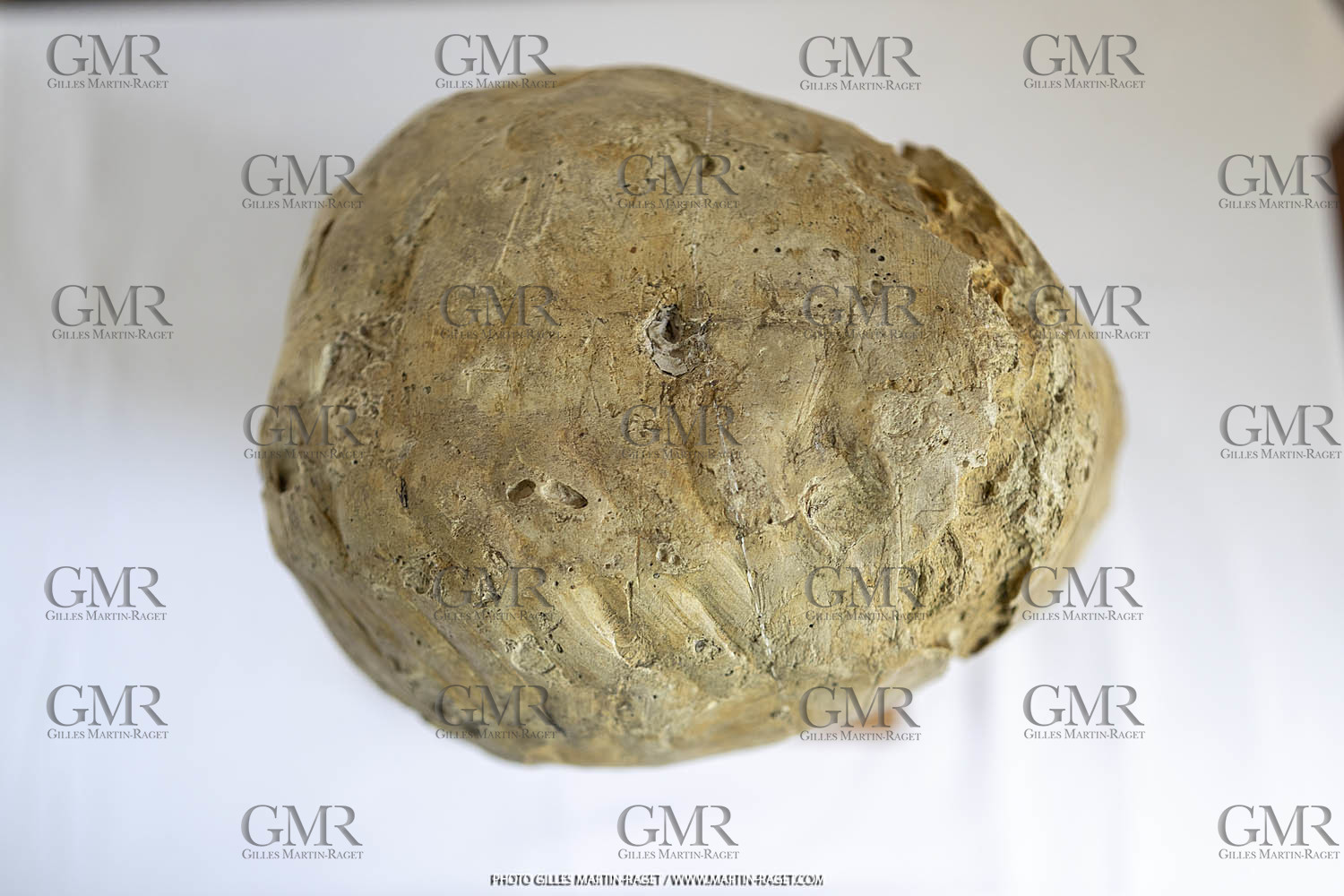 Oeuvre Germaine Richier, Plâtre buste n° 12, dit 'Le Tatou , 1934