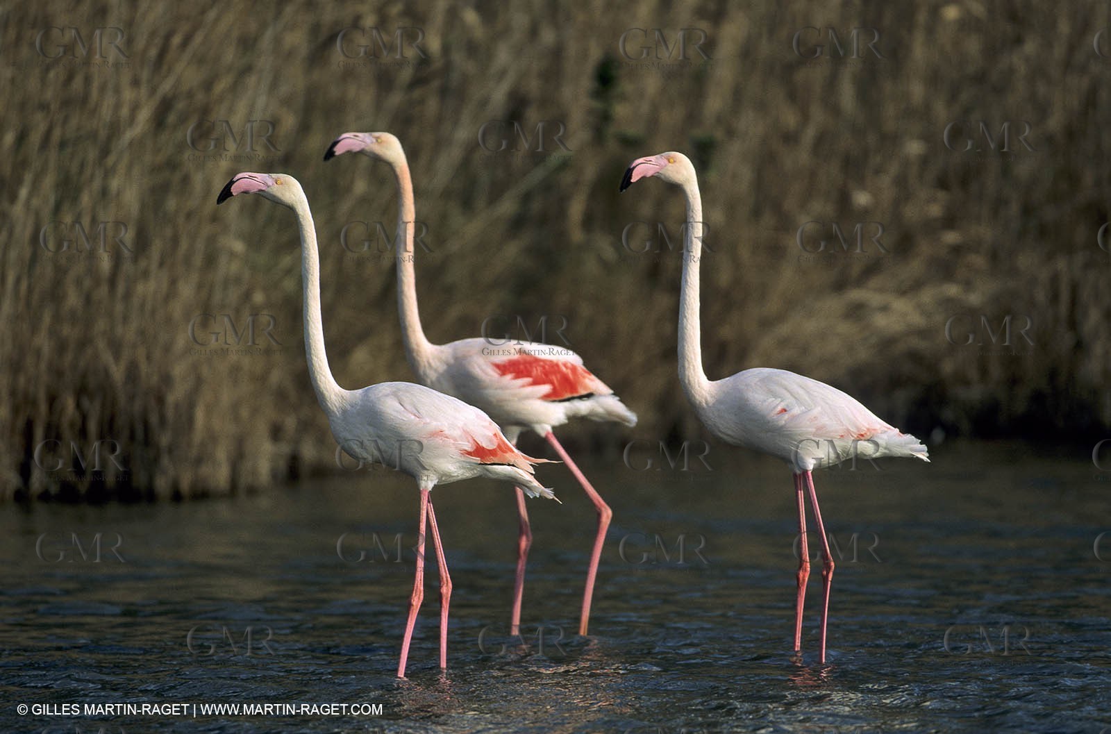 Pink Flamingos - Camargue