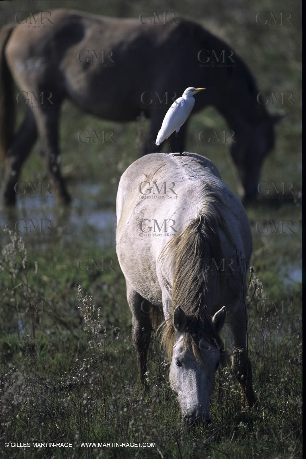 Camargue horses