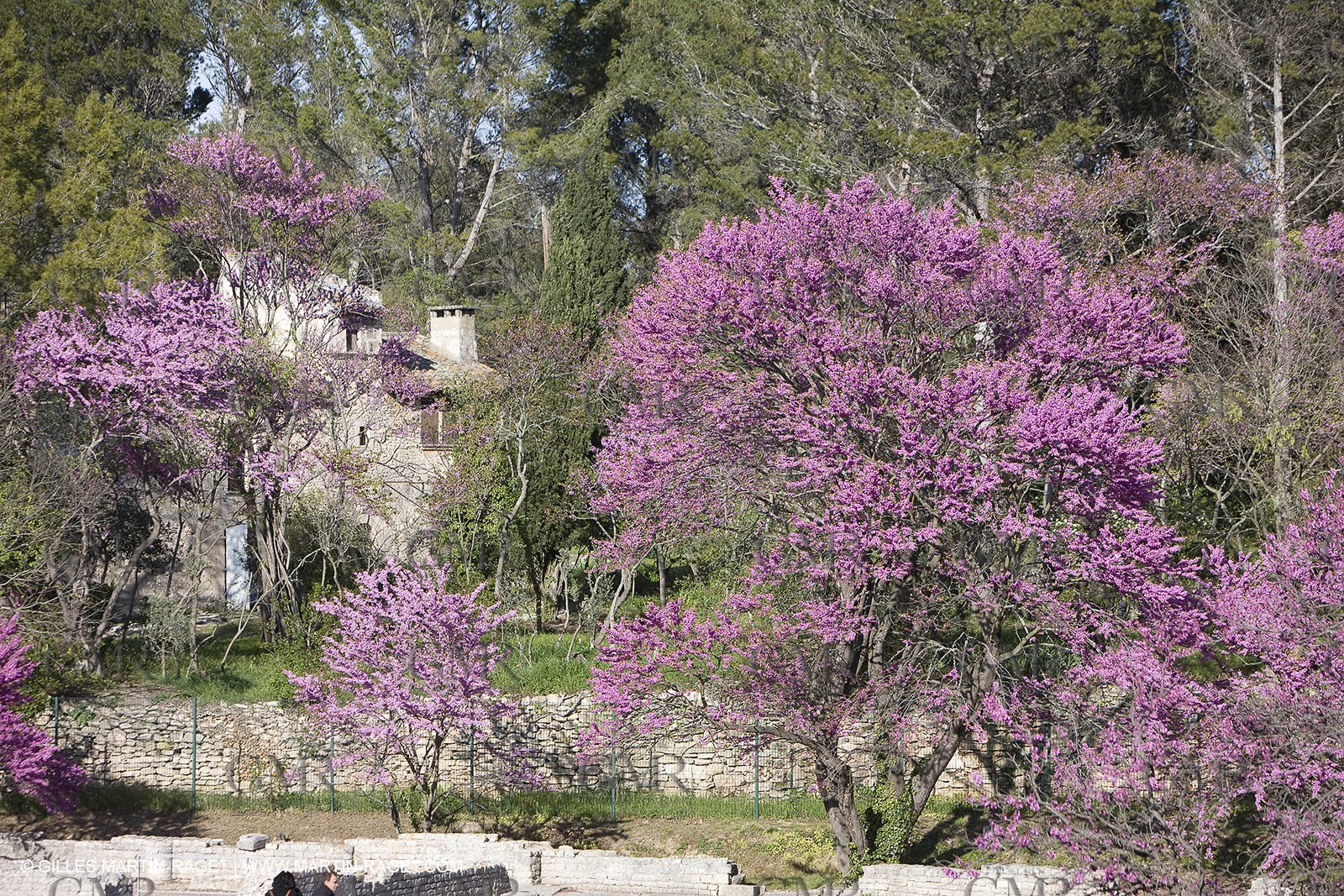 12 04 2008 - Saint Rémy de Provence - (FRA, 13) - Vincent Van Gogh south - Glanum roman ruin