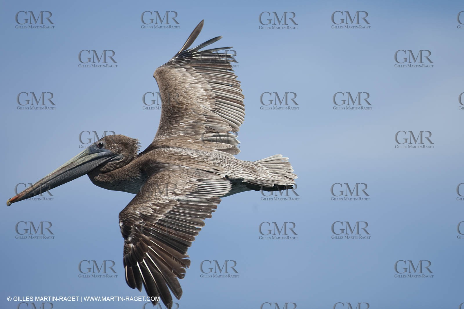 10 07 2009 - San Diego (USA,CA) -33rd America's Cup - BMW ORACLE Racing - First sea trials .of the newly modified BOR 90 trimaran
