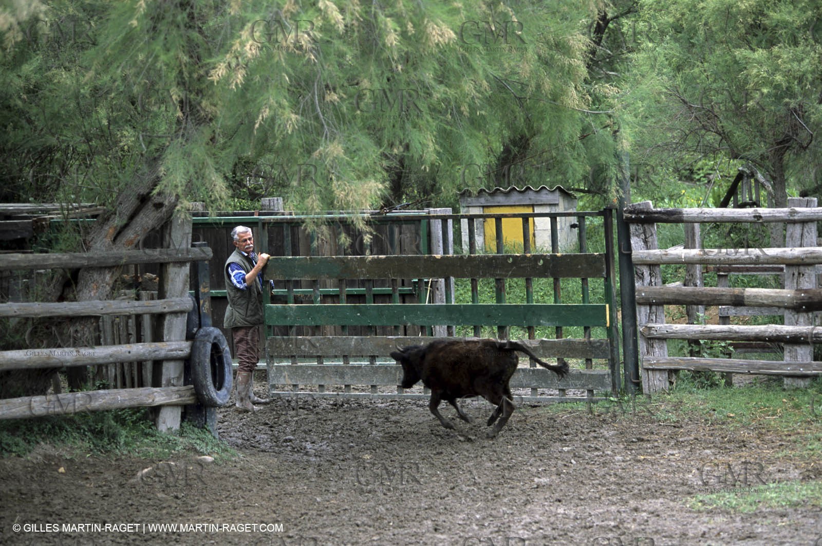 Arles - Camargue gardians (cow boys) at work