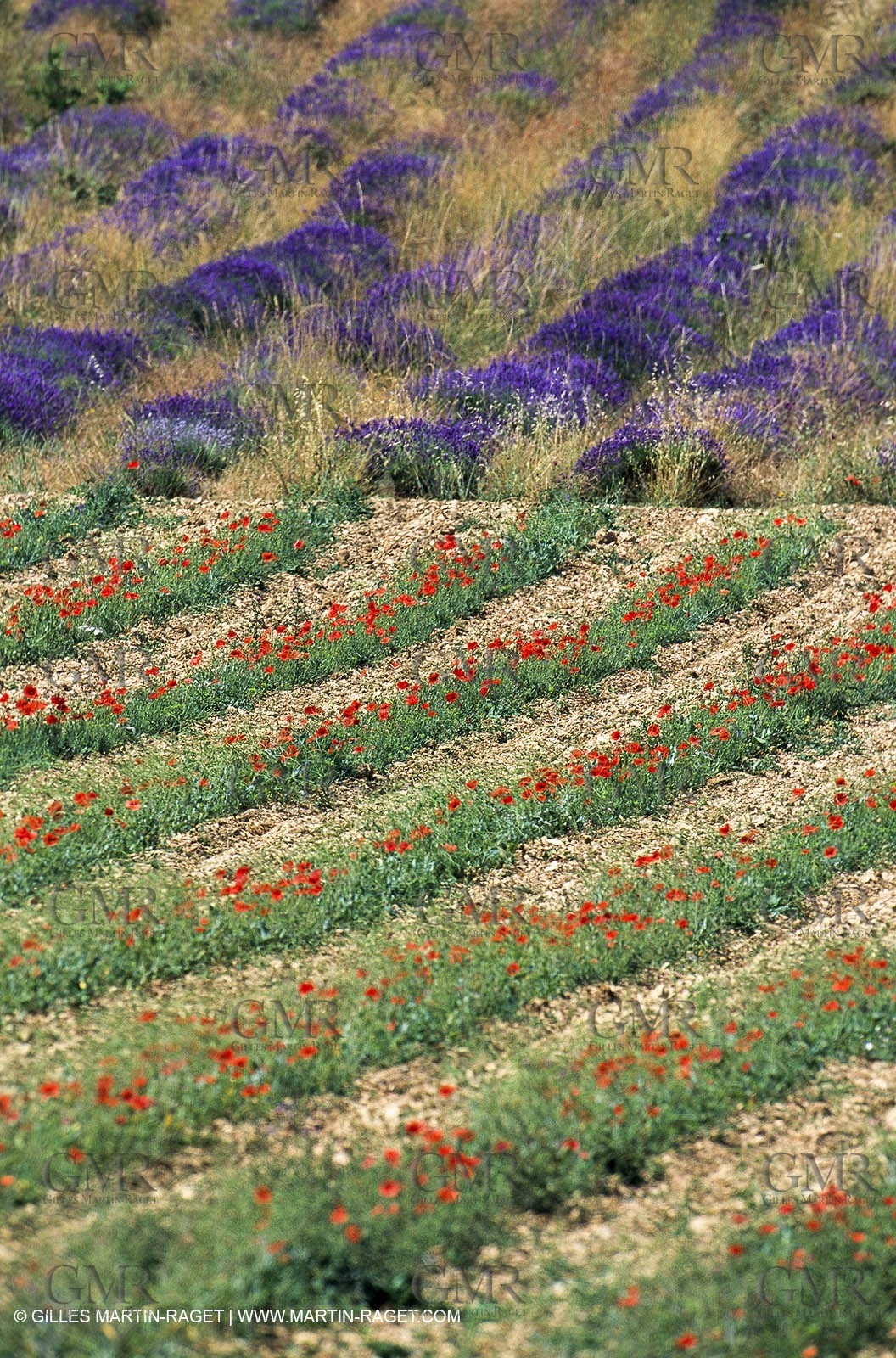 Lavender fields, popppies field