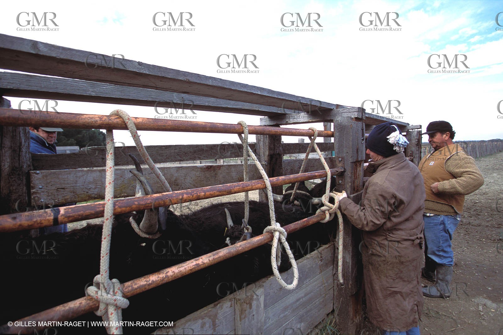 Camargue horses and bulls breeding