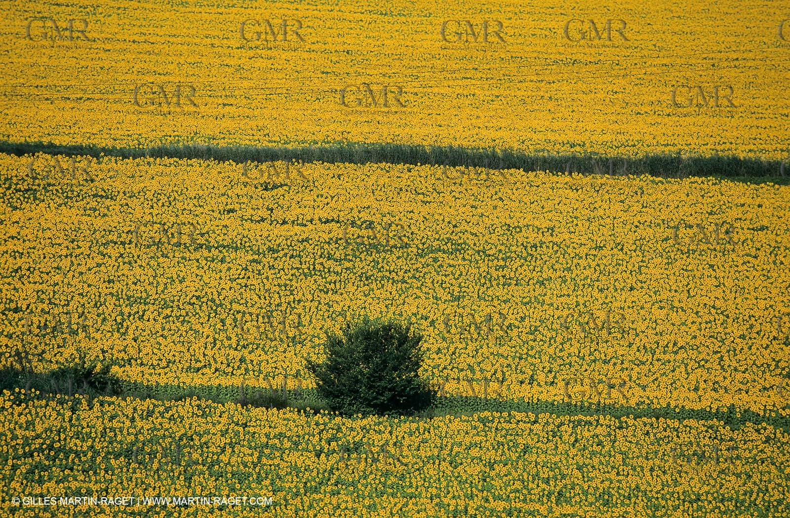 Alpilles (FRA,13) - Sunflower fields