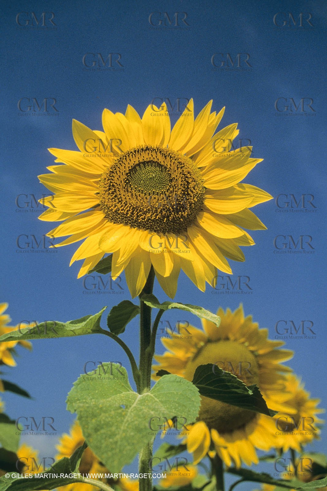 France, Provence, Champs de tournesols