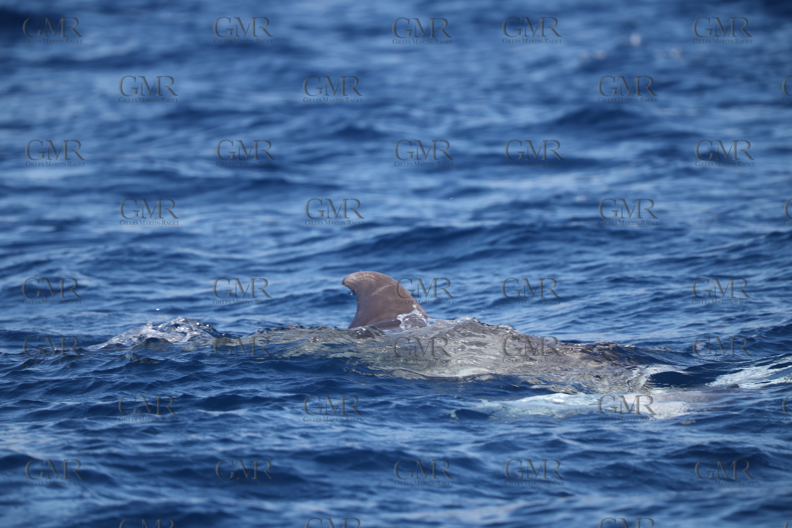 GMR_JurisCup25_3450.jpg