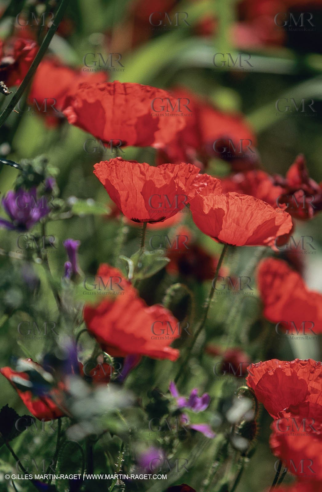 2000-2010- Les Alpilles (FRA,13) - Poppy fields