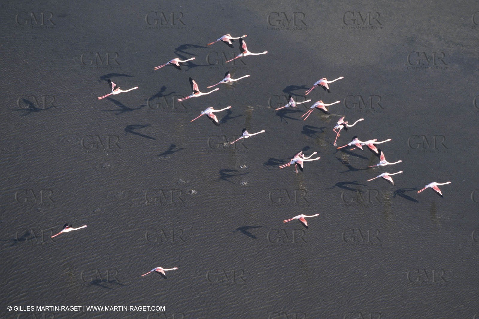France, Provence, Camargue, Birds, Flamants, flamingos