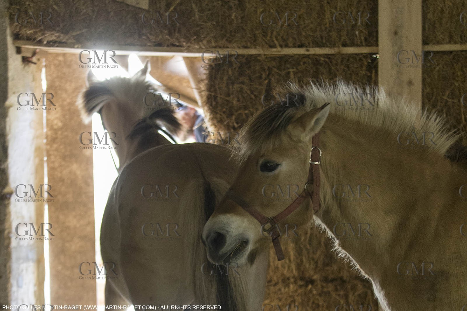 14 11 2015, Saint-Etienne du Grès (FRA,13), traditional making of olive oil at La Croix mill