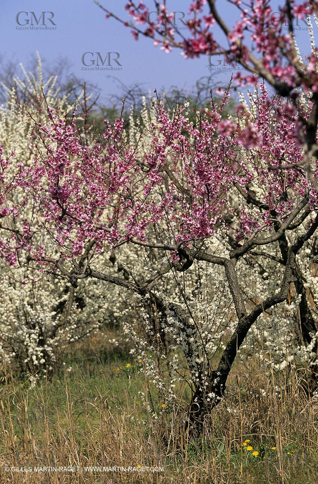 Luberon, Vaucluse (FRA,84) - Fruit trees blooming