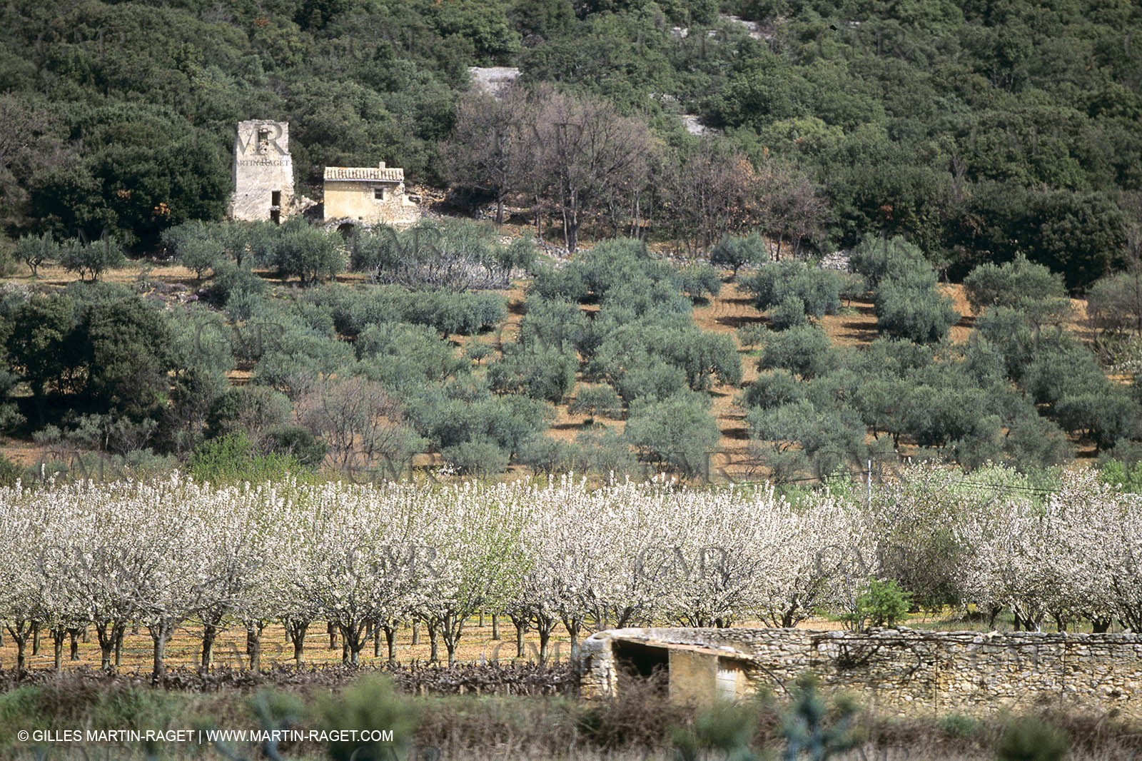 Luberon in winter near Saint Satrunin les Apt (FRA,84)