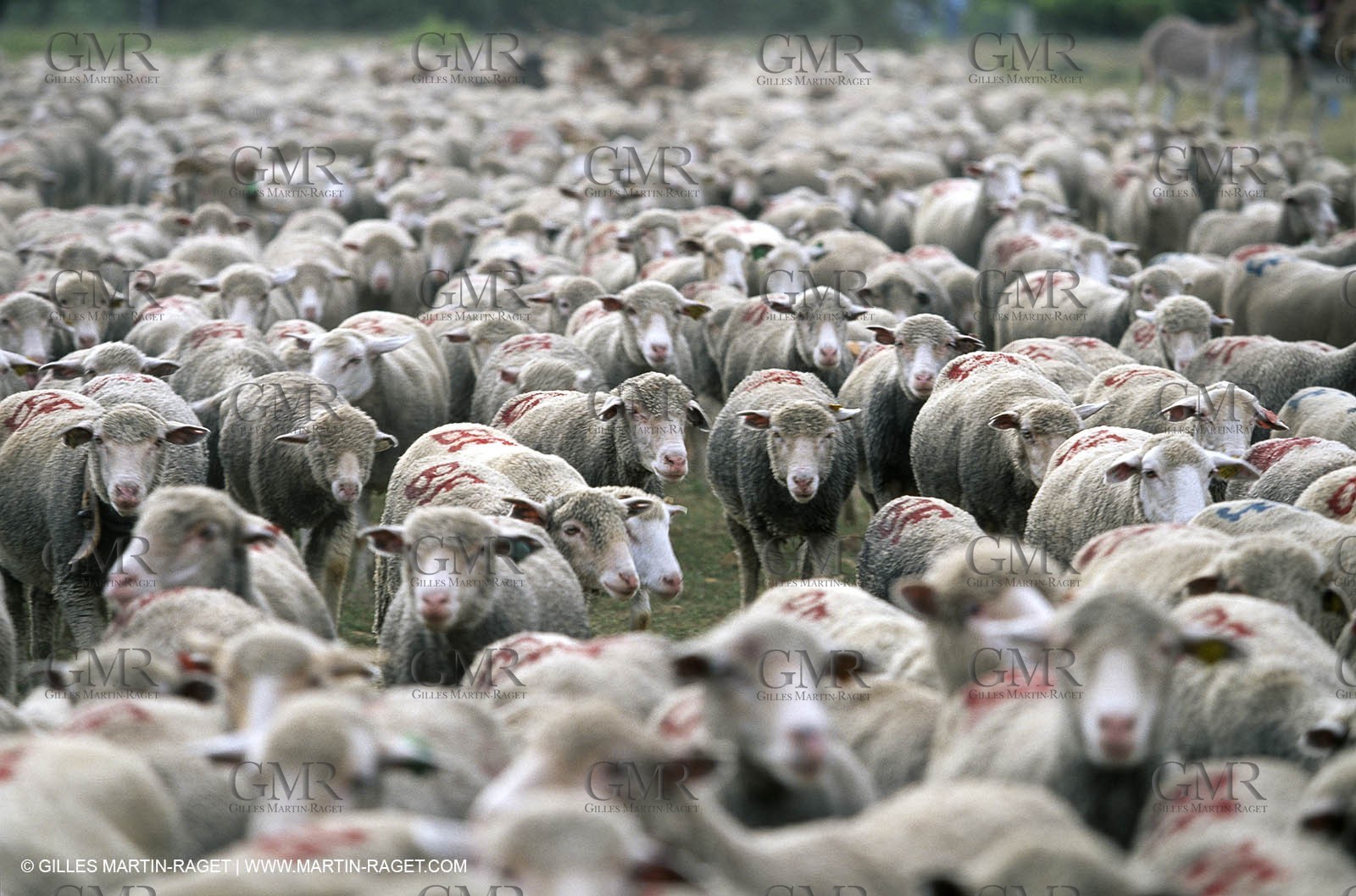 Saint Rémy de Provence (FRA,13) - Sheep stocks migration Fest