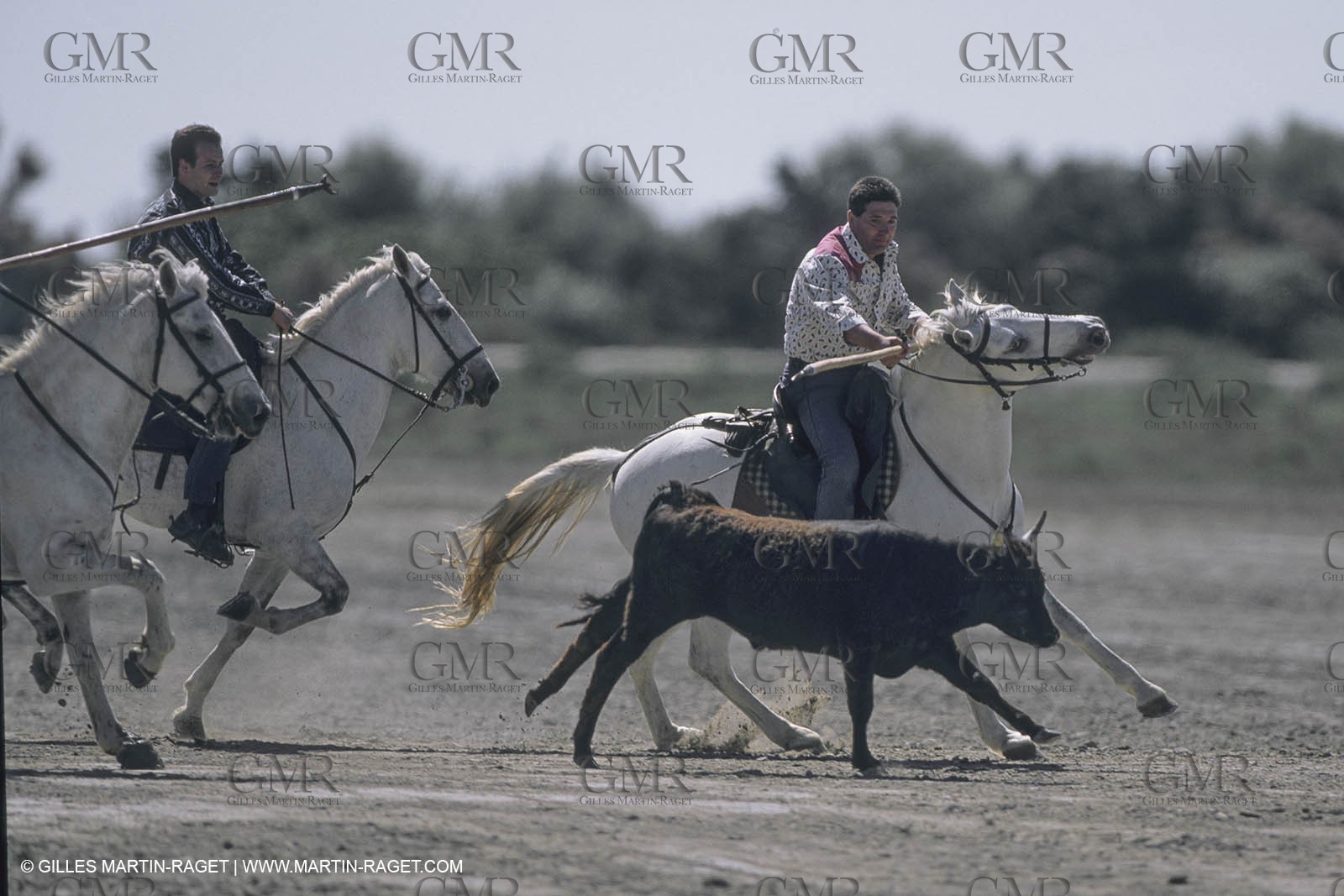 France, Provence, Camargue, Gardians de Camargue, métier, fêtes, élevage, tri
