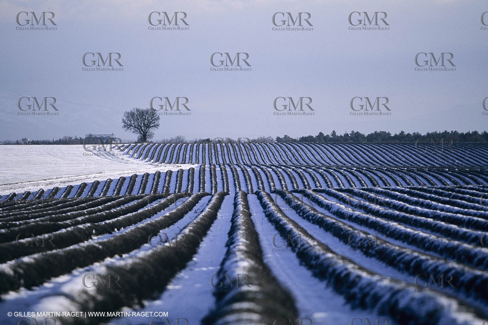 Provence under snow - Higher Provence - Valensole plateau