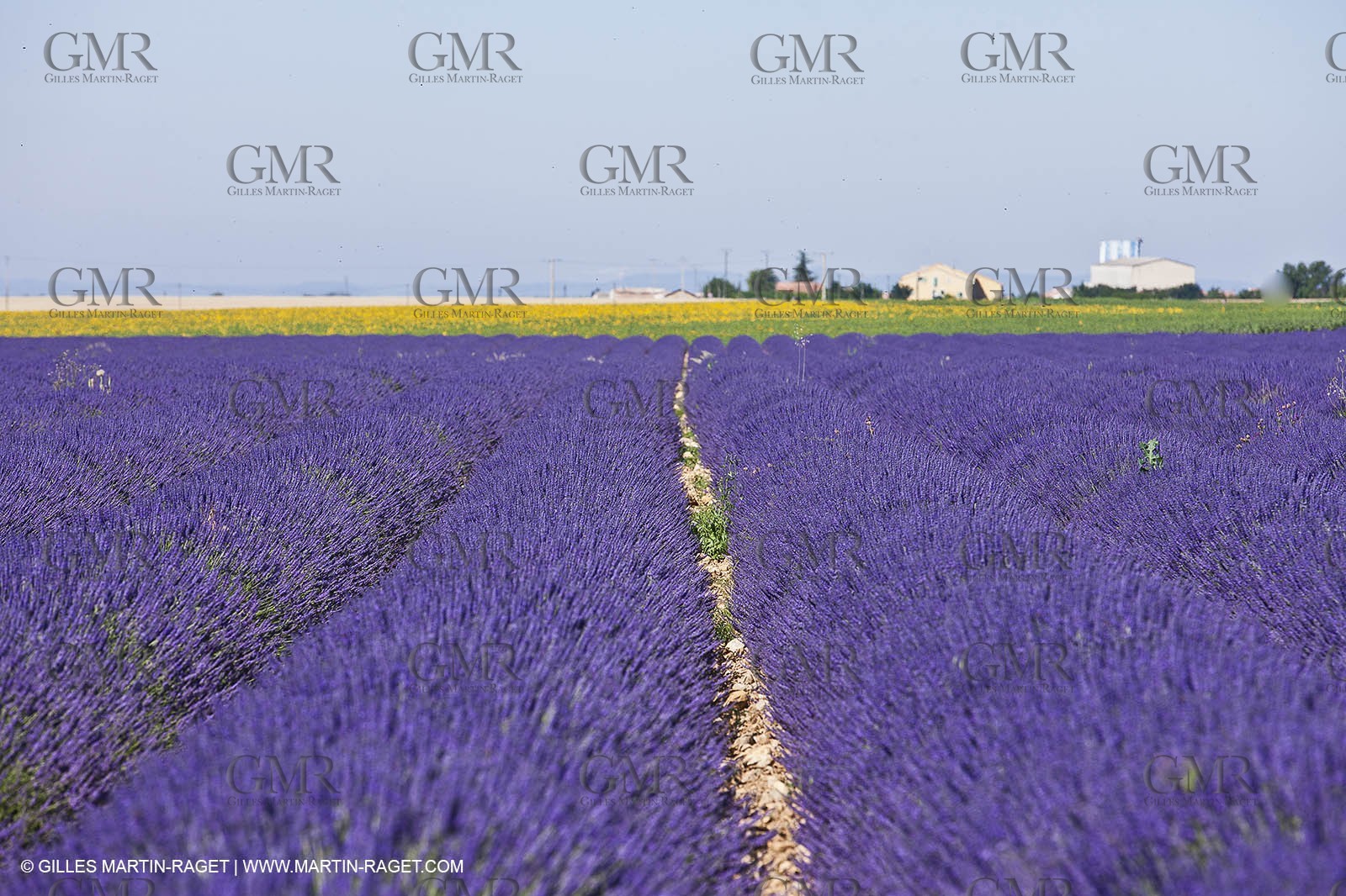 27 06 2011 - Valensole (FRA, 04) - Lavander fields