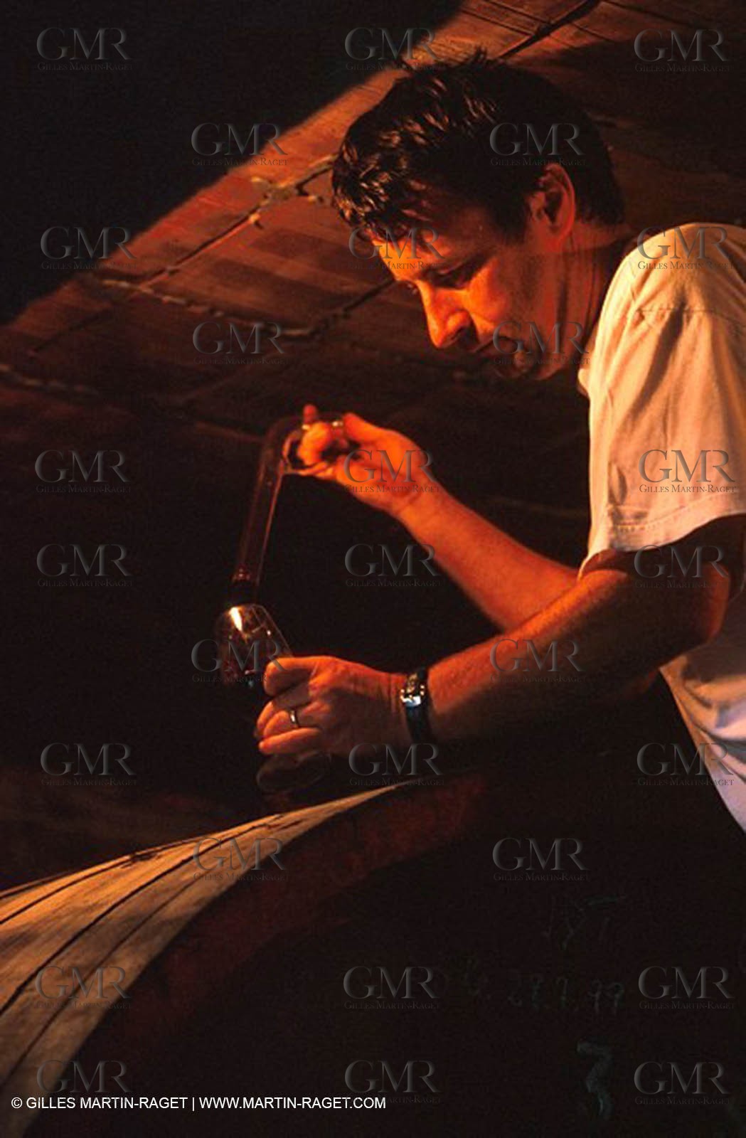 Wine - vineyards - Harvest