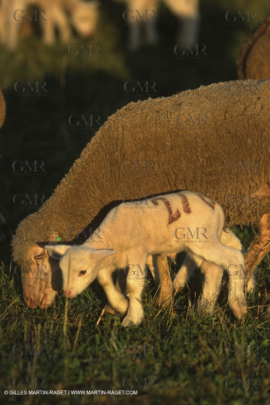 Saint Rémy de Provence (FRA,13) - Sheep stocks migration Fest