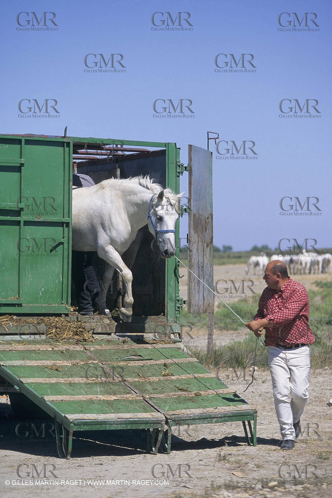 France, Provence, Camargue, Gardians de Camargue, métier, fêtes, élevage, tri