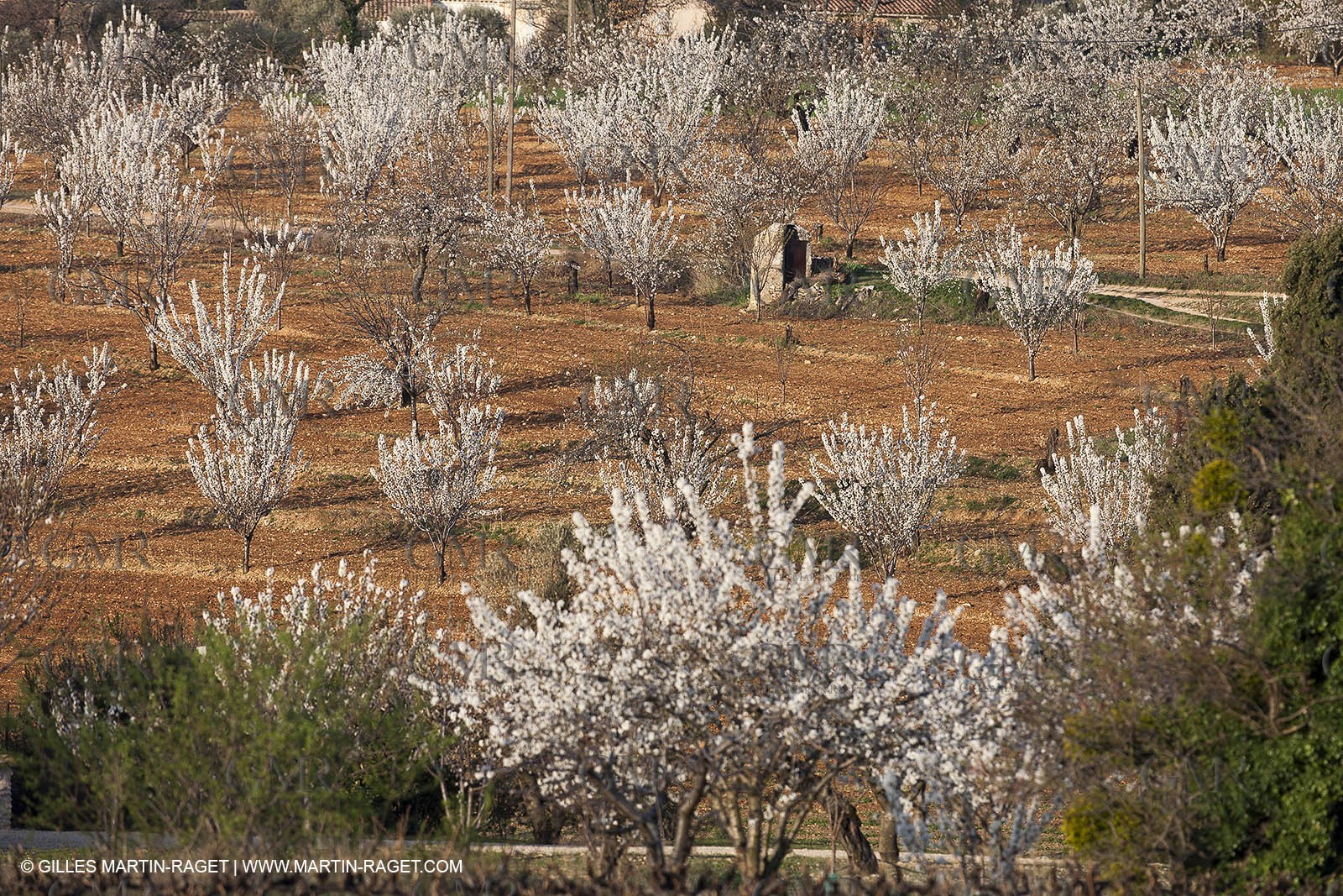 March 30th 2012 - Saint Saturnin les Apt (FRA, 84) - blooming cherry trees