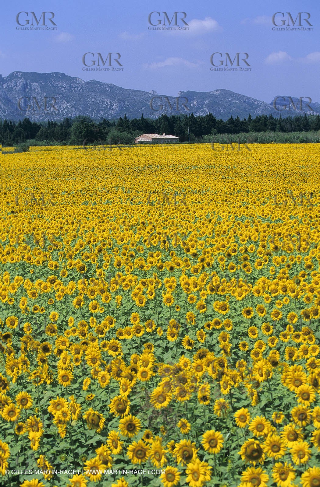 Alpilles (FRA,13) - Sunflower fields
