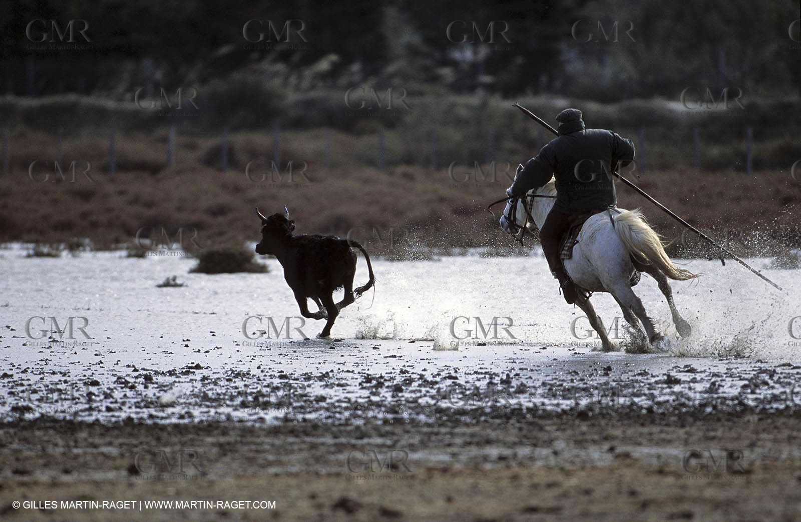 Arles - Camargue gardians (cow boys) at work