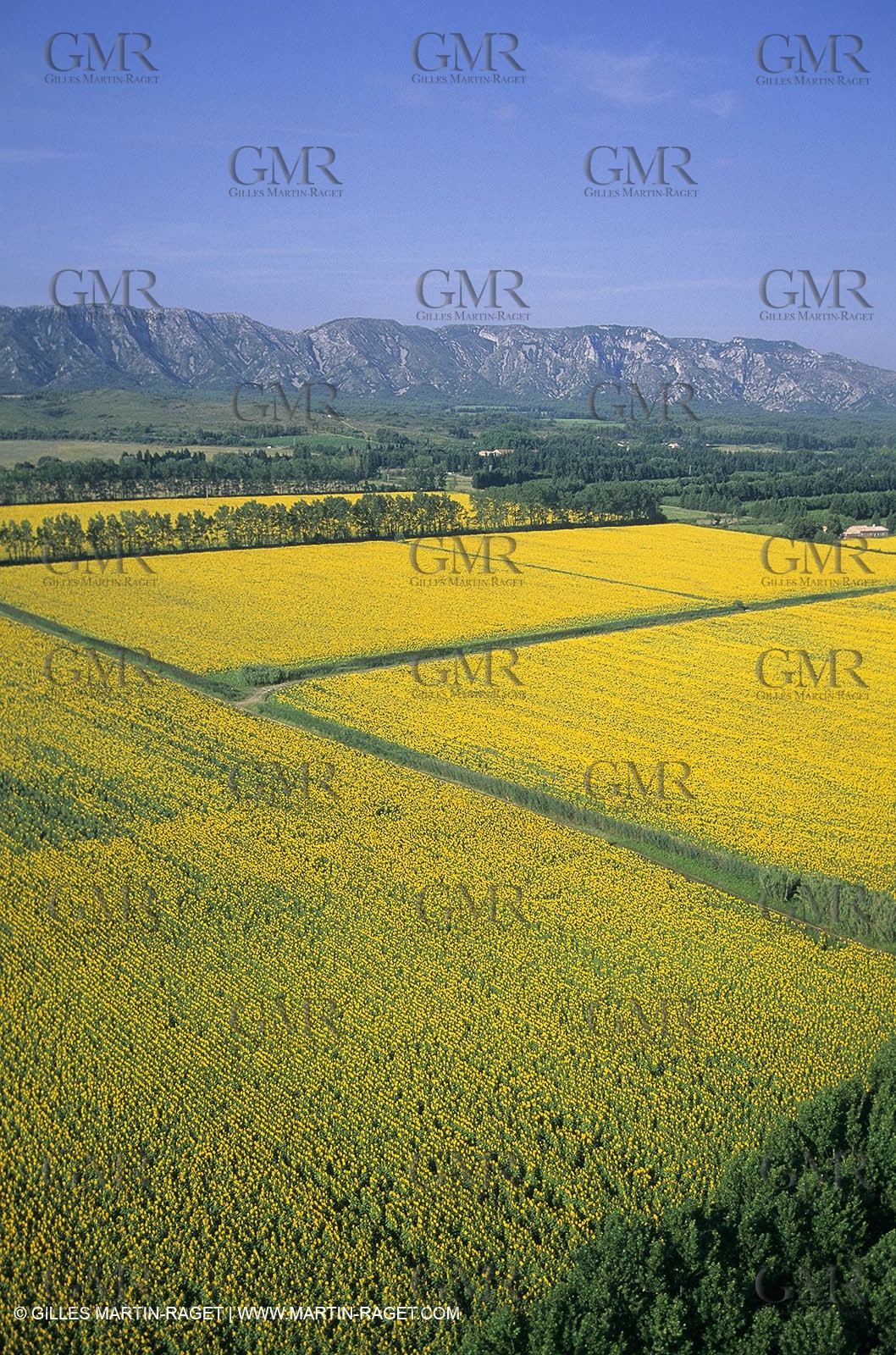 Alpilles (FRA,13) - Sunflower fields