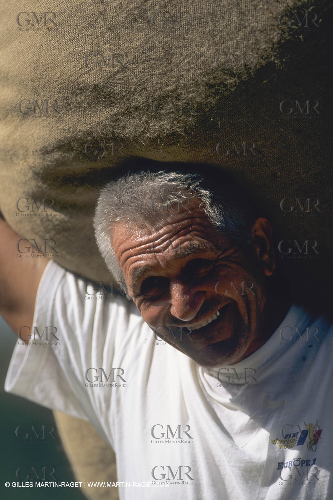 France, Provence, Lavender fields