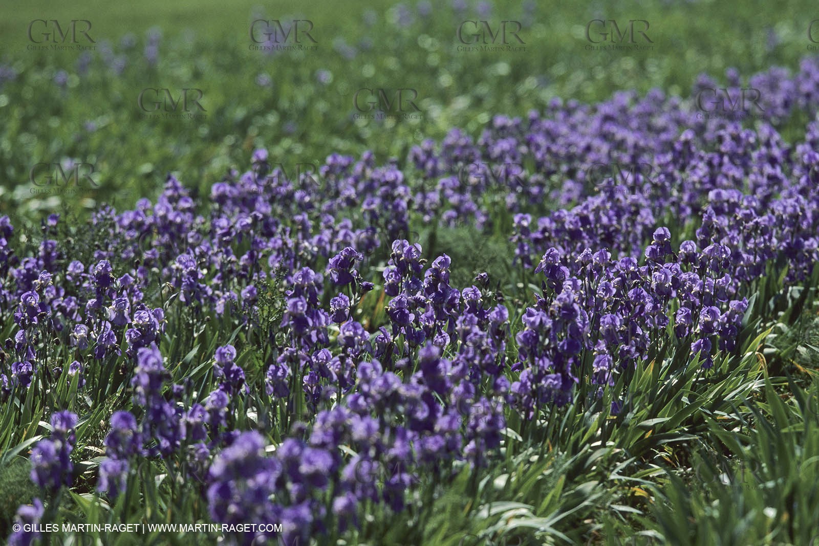 France, Provence, Pays d'Aix en Provence