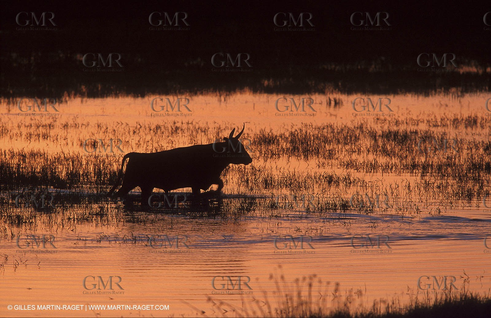 Bull - Camargue