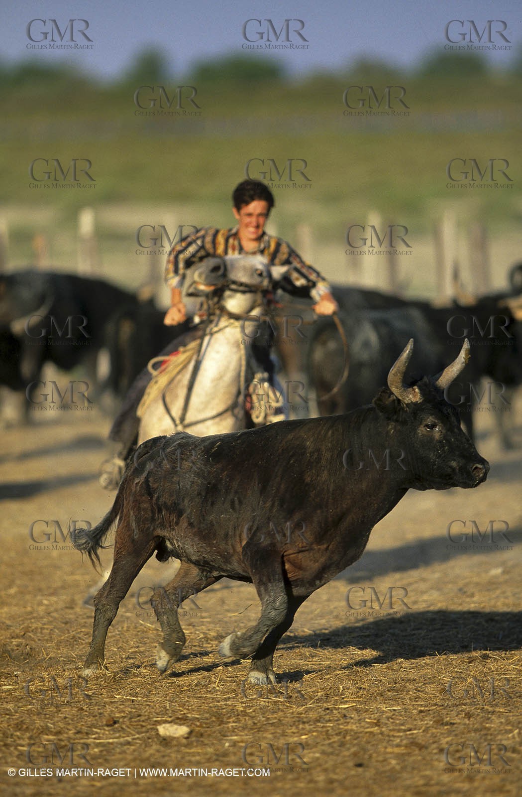 Bulls - Camargue chasing