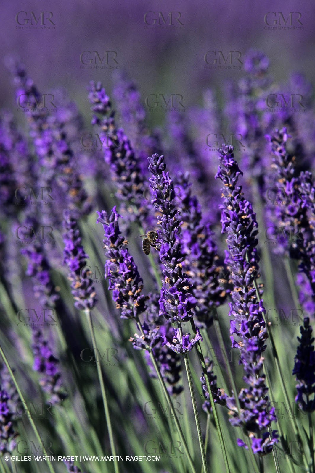 lavander field