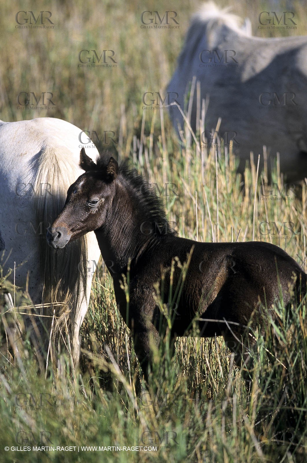 Camargue horses